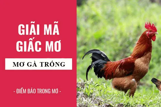 Giải mã giấc mơ thấy gà trống đánh con gì cho dễ trúng