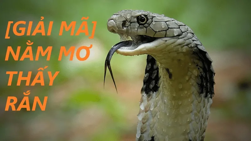 giai-ma-giac-mo-thay-ran-vao-nha-1-min_11zon
