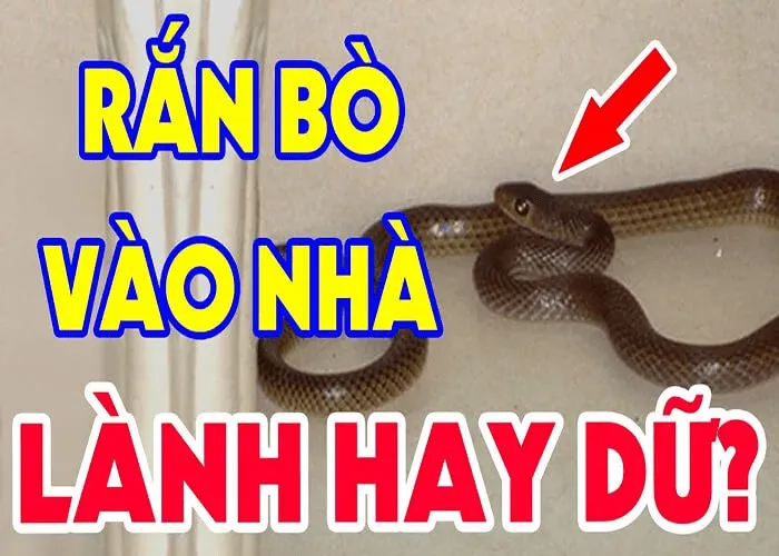 Giải mã giấc mơ thấy rắn vào nhà – Chọn con số chuẩn xác “về bờ”